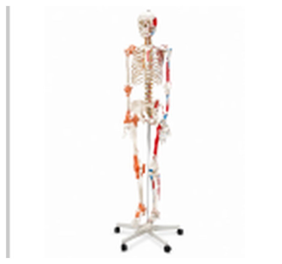 Esqueleto Humano com Ligamentos e Inserções Musculares