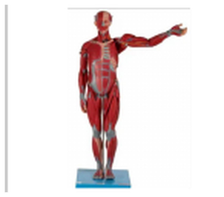 Manequim Muscular de 170cm, Assexuado, com Órgãos Internos, em 30 Partes