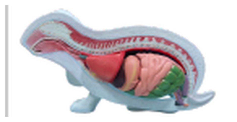 Modelo de Anatomia do Coelho