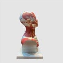 Modelo de Cabeça e Pescoço Muscular