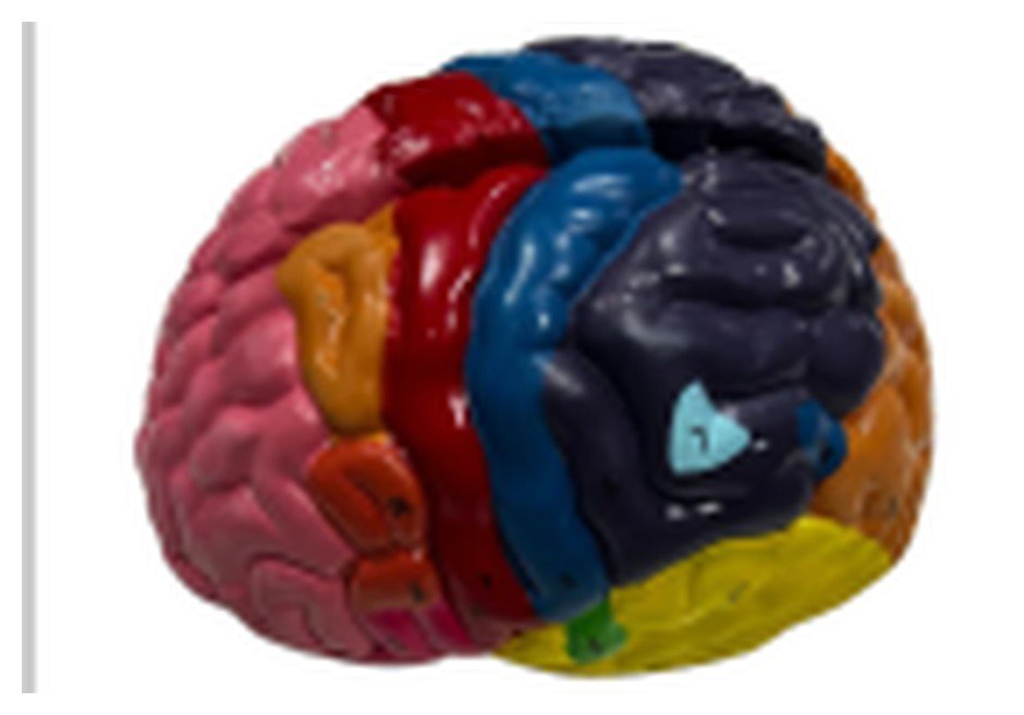 Modelo de Cérebro com regiões Neuro-Funcionais