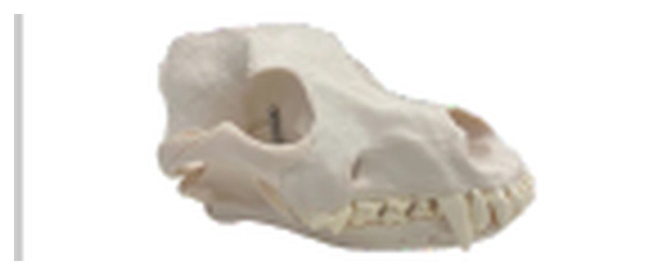 Modelo de Crânio de Cão