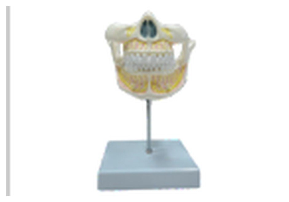 Modelo de Dentição Adulta