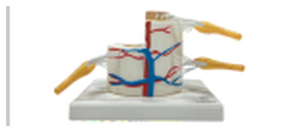 Modelo de Medula Espinhal Ampliada